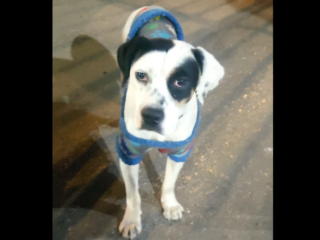 Perrito-Perdido-Mestizo-American-Pitbull-Labrador-Blanco-y-Negro-Cuautitlan-Izcalli-EDOMEX-01