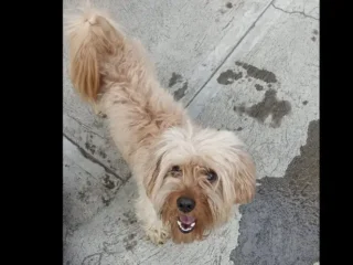 Perrito-Perdido-Mestizo-Bichon-Yorkshire-Lhasa-Apso-Coacalco-EDOMEX-01