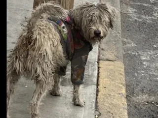 Perrito-Perdido-Mestizo-Caniche-Maltes-Blanco-Gustavo-A.-MaderoCuchilla-del-Tesoro-CDMX-03