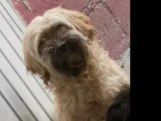 Perrito-Perdido-Mestizo-Maltes-Terrier-de-Nofolk-Bichon-Habanero-Coacalco-EDOMEX-01