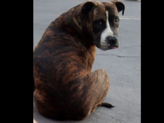 Perrito-Perdido-Pitbull-Atigrado-Chimalhuacan-EDOMEX-01