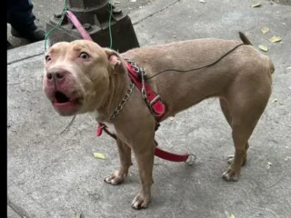 Perrito-Perdido-Pitbull-Cafe-y-Blanco-Santa-Maria-de-la-Rivera-CDMX-01