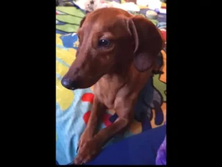 Perrito-Perdido-Salchicha-Cafe-obscuro-Tultitlan-Coacalco-EDOMEX-01