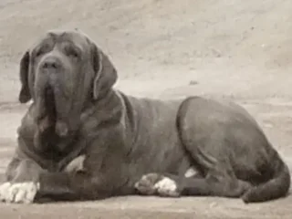 Perrito-Perdido-Terranova-Chalco-EDOMEX-01