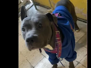 Perrito-Pitbull-Gris-Villa-de-las-Flores-EDOMEX-01