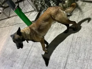 Perrito-a-Perdido-Pastor-Belga-Cuajimalpa-CDMX-01