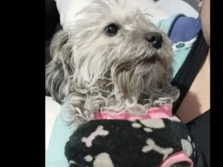Perrito-perdido-Blanco-Calle-MexicoMestizo-Maltes-Calle-Mexico-Tecamac-EDOMEX-01
