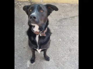Perrito-perdido-Blanco-y-Negro-Mestizo-Collie-Labrador-Ursula-Coapa-Coyoacan-CDMX