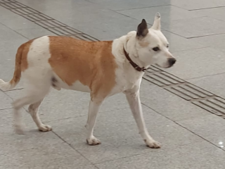 Perrito-perdido-Mestizo-American-Stanffordshire-Akita-Bulldog-Blanco-y-Cafe-Cuautitlan-Izcalli-EDOMEX-01