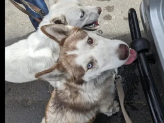 Perrito-perritos-Perdidos-Husky-Blanco-y-otro-Blanco-y-Cafe-Tepepan-Xochimilco-CDMX-02