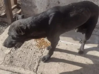 PerritoPerdido-Necesita-ayuda-Lo-atropellaron-Negro-Mestizo-Lanbrador-Ecatepec-EDOMEX-01