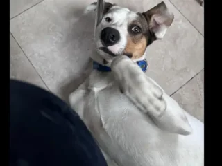 Perro-Perdido-Mestizo-Cruza-Jak-Rusell-Terrier-Naualpan-EDOMEX-01