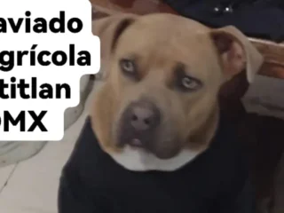 Perro-Perdido-Pitbull-Terrier-Mestizo-Cafe-Agricola-Pantitlan-CDMX-01