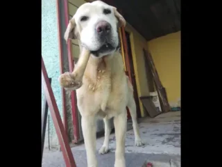 Perro-Perdido-_-Mestizo-Labrador-Cafe-Claro-Nezahualcoyotl-EDOMEX-01