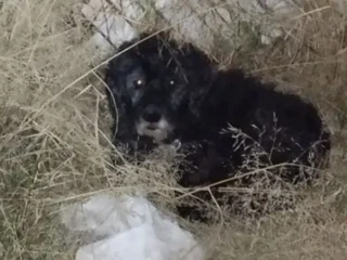 Perroa-perdidoa-Maltes-Mestizo-Negro-con-Blanco-Las-alamedas-Tlalnepantla-EDOMEX