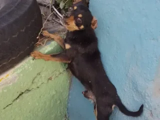 Perrtio-Perdido-En-Resguardo-Chihuahua-Negro-y-Cafe-Ecatepec-EDOMEX-01