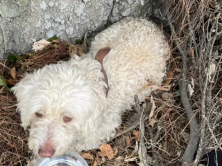 errito-Perdido-Blanco-mestizo-Caniche-Puddle-Perro-de-Agua-espanol-Tecamachalco-EDOMEX-02