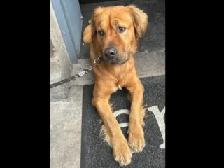 oldeen-Retriver-y-Dogo-del-Tibet-Cafe-Col.Roma-CDMX-01