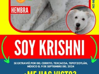 Soy-Krishni