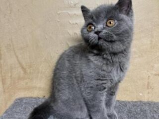 bsh