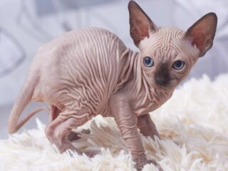 sphynx-kitten