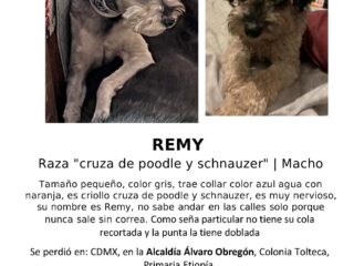 Remy_perdido_