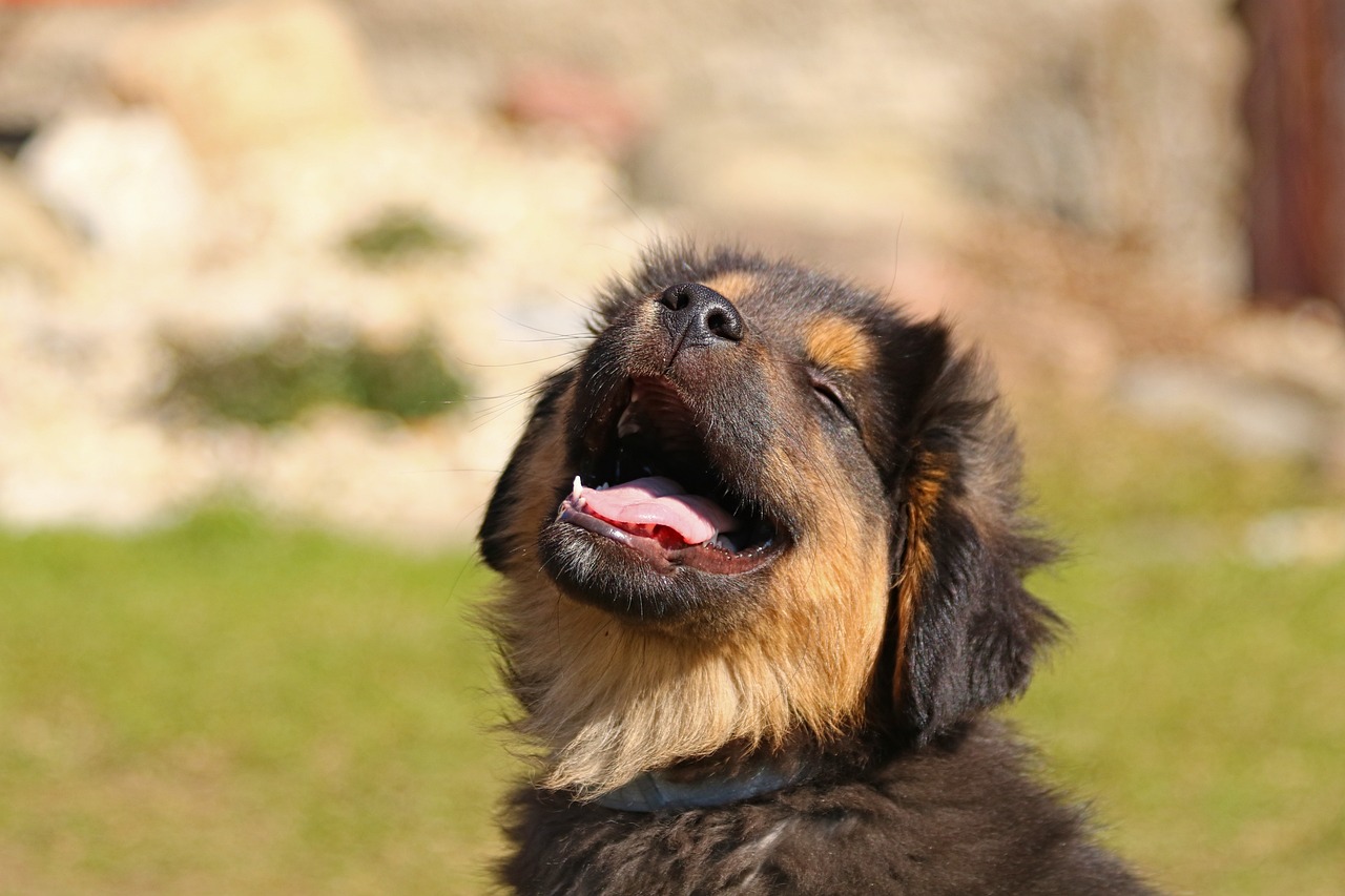 animal-4085255_1280